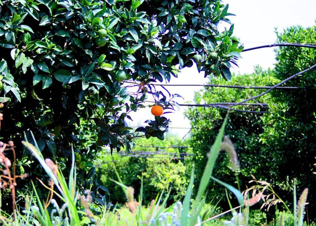 2°Piano ArtResidency, 2016. "Non curatevi di Noi" di Giulia Gazza e Francesco Romanelli. Per gentile concessione di ZNSproject APS/ETS, diritti riservati