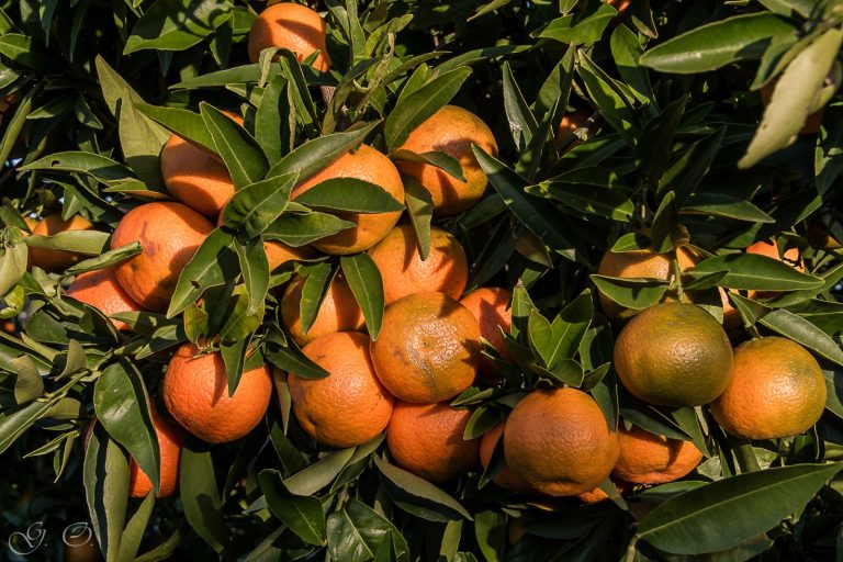 Foto di Giacomo Oliva