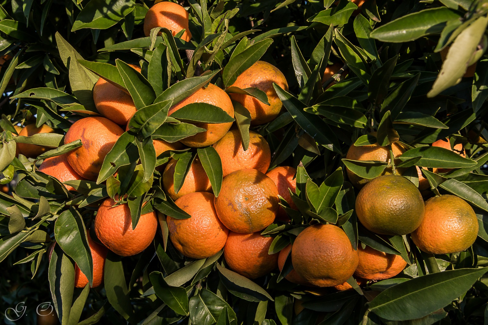 Foto di Giacomo Oliva